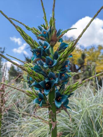 sapphire tower plant, puya alpestris. has the most stunning metallic blue-green flowers.