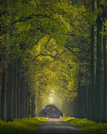 home at the end of a tree-lined road, the netherlands.