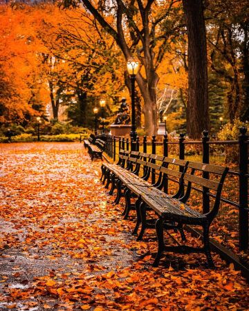 autumn in central park after the rain, new york city.