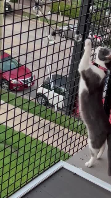 two naughty little kitty who really likes playing 😻 would you like to join us?