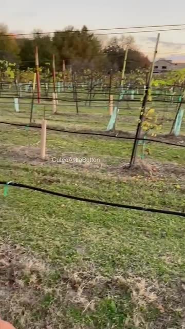 i’ll taste the wine, you taste my nipples