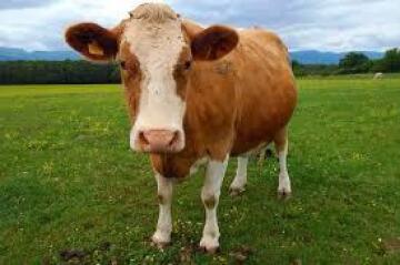 guys check out this cool cow