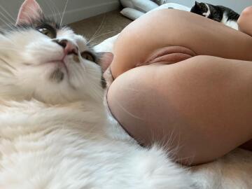 three godly pussies in one pic ;)