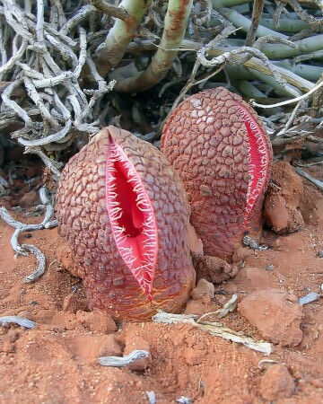 jackal food is a parasitic plant native to southern africa. it doesn’t photosynthesize—instead, it attaches to the roots of other plants. its flowers surface after heavy rainfall. the flower gives off a carrion-like stench to attract insects.