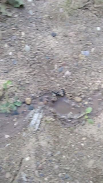 i just like peeing on the street :3