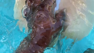underwater action