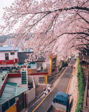 children playing with cherry blossom petals on a hillside road during last spring, port city of busan, south korea.