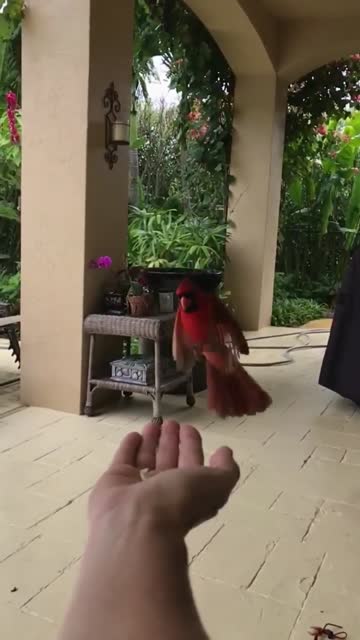 this is how the northern cardinal pauses to glide while flying