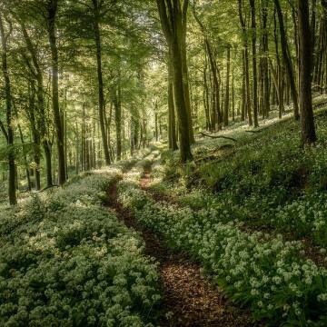 path through the forest of wild garlic flowers in dorset, south west england.