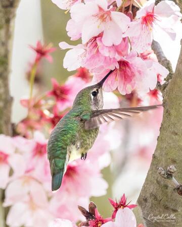 happy spring! this is one of the most beautiful things i’ve seen this so far this season. cherry blossoms and hummingbirds make the perfect combination! (oc)