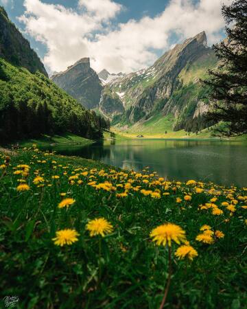 dandelions on the shores of seealpsee lake in the alpstein range, canton of appenzell innerrhoden, switzerland.