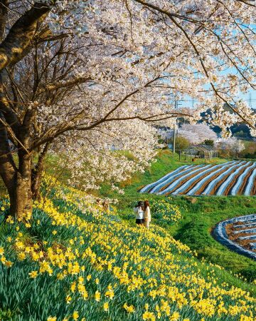 cherry blossoms and daffodils next to the fields in hongseong county, south chungcheong province, south korea.