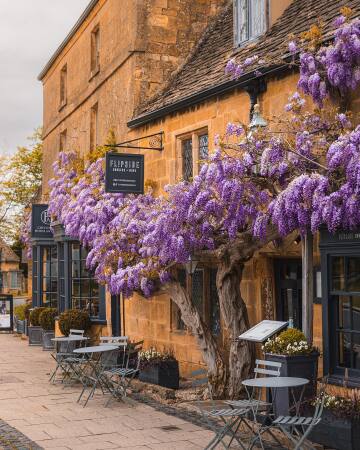wisteria blossoms outside a restaurant in broadway, a cotswolds village in worcestershire, west midlands, england.
