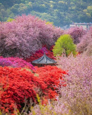 pavilion in a sea of spring blossoms, wansan park, jeonju, north jeolla province, south korea.