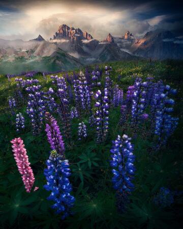 field of lupins on the french alps.