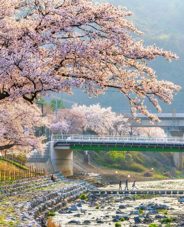 cherry blossoms alongside the oncheon stream flowing through chungju city, north chungcheong province, central south korea.