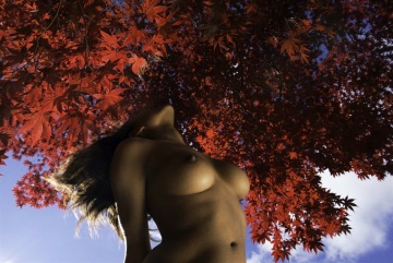 the four seasons - red maple bust by ryan mcginley, 2015