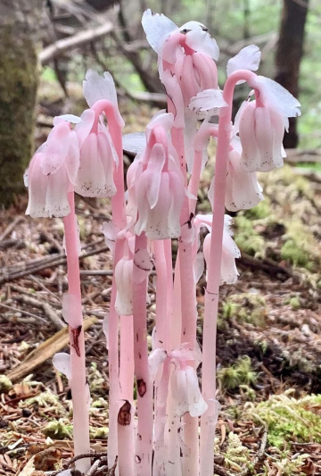 pink ghost pipes