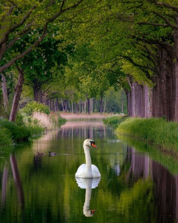 gliding through a canal in friesland, the netherlands.