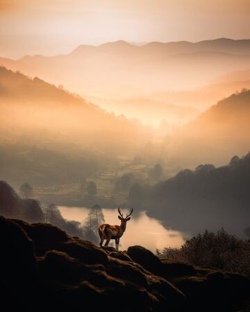 a stag overlooking a reservoir in the lake district, cumbria, england.