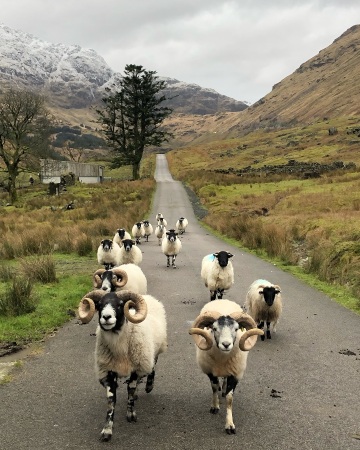 flock of sheep on the road, argyll and bute, the scottish highlands.
