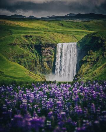 skógafoss waterfall seen beyond a field of lupines, southern iceland.