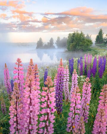lupines on the shores of a misty lake during a midsummer morning, finland.