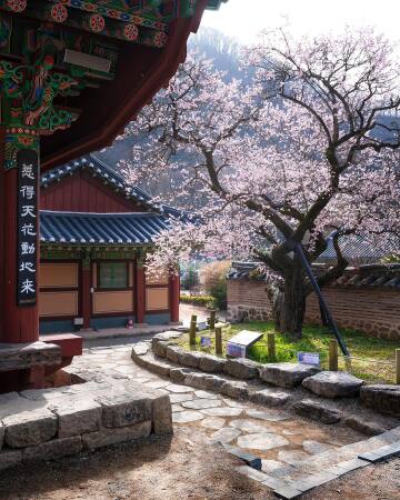 centuries-old plum tree in baegyang temple, a buddhist temple in mt naejang national park, jangseong county, south jeolla province, south korea.