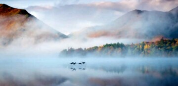birds taking flight in the morning mist at derwentwater in the lake district, uk. (image - heather bodle).