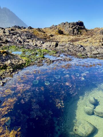 crystal clear tide pool at cape perpetua, oregon