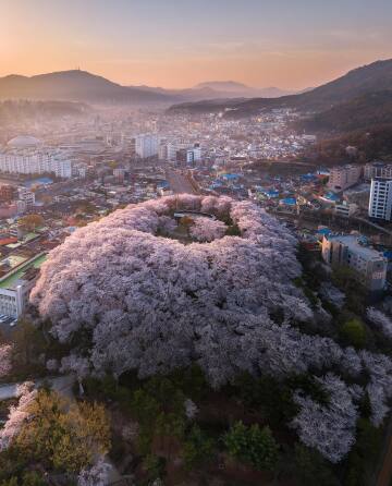 mt sudo in temi park covered with a ring of cherry blossoms, city of daejeon, south korea.