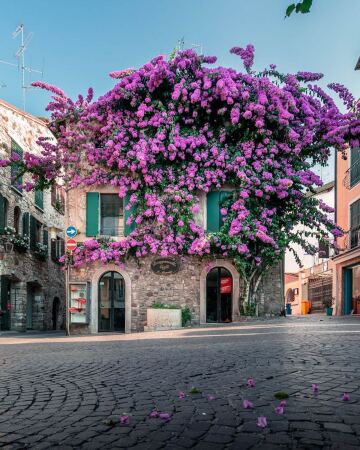 cafe covered with bougainvillea flowers in sirmione at southern lake garda, brescia, lombardy, northern italy.