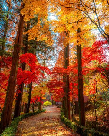 path through the autumn trees in daegu forest, dalseong county in the city of daegu, south korea.