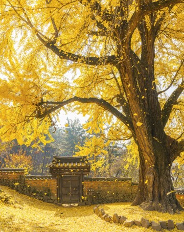 450-year-old ginkgo tree shedding its leaves at geumsidang baekgogjae, a 16th-century confucian academy in the city of miryang, south gyeongsang province, south korea.