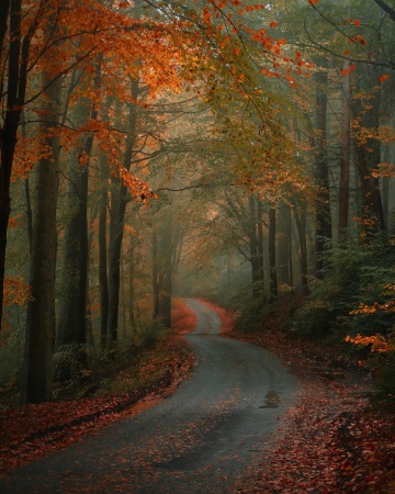 road through the autumn woods in north east england.