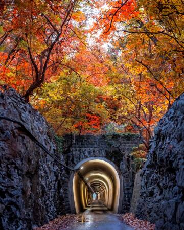 yongpyong tunnel under colorful autumn foliage in the city of miryang, south gyeongsang province, south korea.