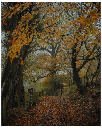 countryside path of fallen leaves, cheshire, peak district, england.
