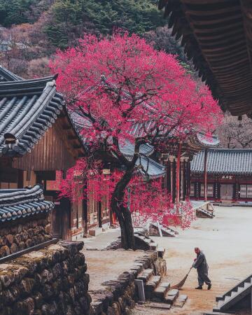three-century-old plum tree recently designated and protected as an official natural monument at the 6th-century hwaeom temple, gurye county, south jeolla province, south korea.