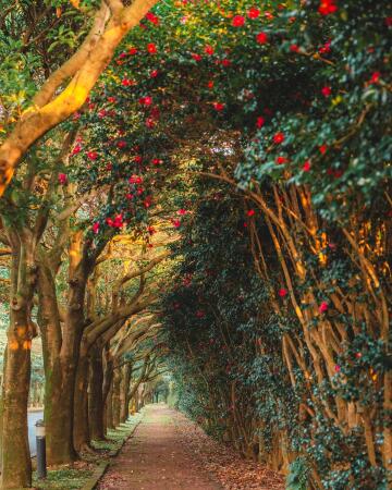 tunnel of camellia blossoms alongside a road in seogwipo city, jeju island, south korea.