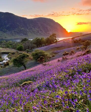 sunset over the field of bluebells next to crummock water, a lake in the lake district, cumbria, england.