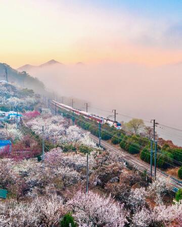 gyeongbu line train traveling along the foggy nakdong river and the plum blossoms, yangsan, south gyeongsang province, south korea.