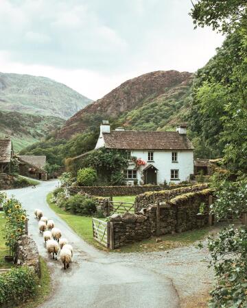 sheep on the road at the yew tree farm near the village of coniston, cumbria, north west england.