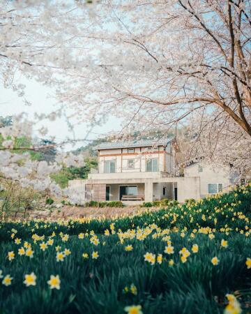 cherry blossoms and daffodils from april last year, hongseong county, south chungcheong province, south korea.