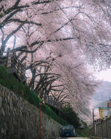 cherry blossom branches over a hillside road last march, busanjin district, busan, south korea.