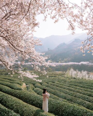 cherry blossoms branches over the tea field in hadong county, south gyeongsang province, south korea.
