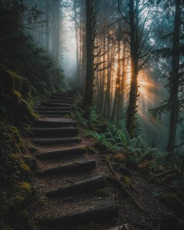 path through a pacific northwest forest somewhere in oregon.