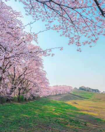 spring in the seosan hanwoo ranch, seosan city, south chungcheong province, south korea.