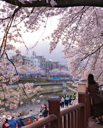 cherry blossoms along the ui-cheon stream in northern seoul, south korea.