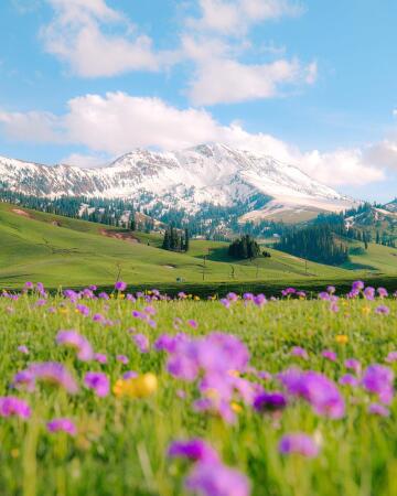 the rolling green hills and snow-capped mountains of kyrgyzstan.