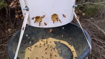 beekeeper can feed bees with pollen supplement if there is a lack of food. australia is going through a drought that has left the bee population without a lot of food.